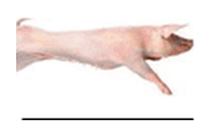 Whole pork carcass 45.1 to 50 kilo