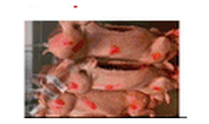 Whole pig carcass 50.1 to 59.9 kilo