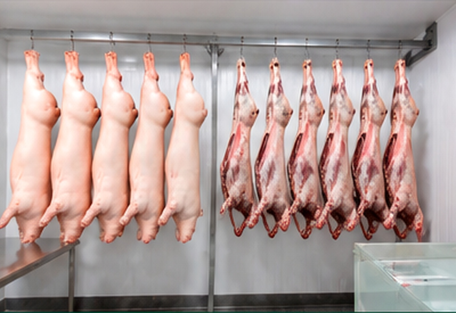 Whole pig and lamb carcasses hanging in a clean meat preparation facility